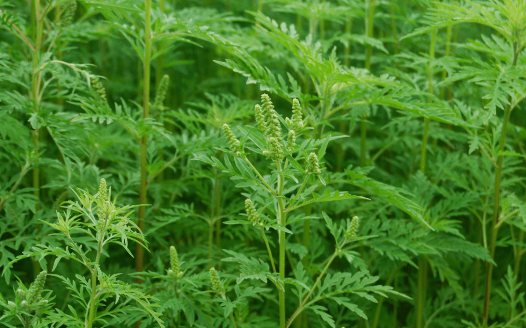 Au început acțiunile pentru combaterea ambroziei