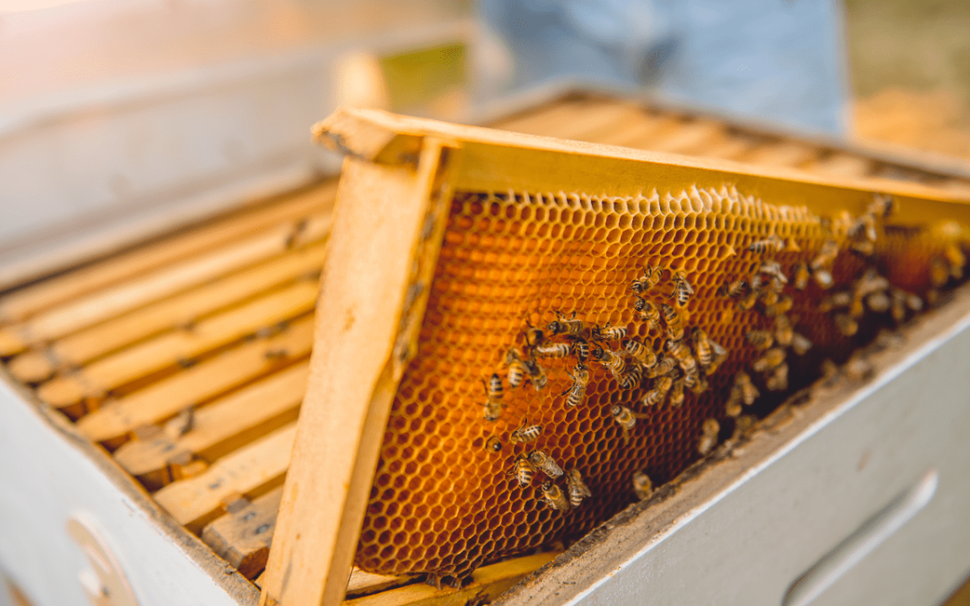 Statul oferă sprijin financiar pentru apicultori