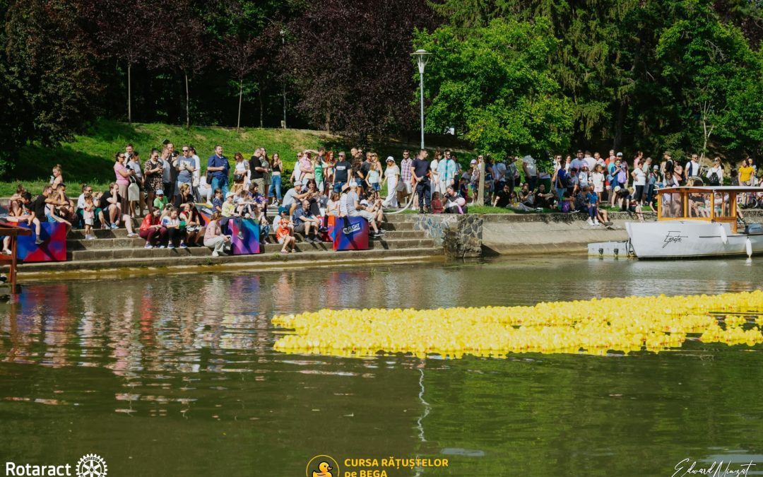 Câteva mii de rățuște s-au întrecut, duminică pe Canalul Bega